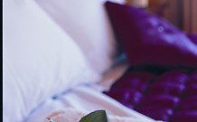 Tristania Tops Barrington - Kawana Tourism 1