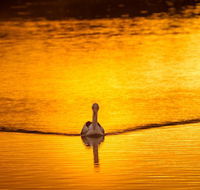 River Shack Rentals - Living the Dream - Kawana Tourism