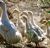 Duck Duck Goose Bed and Breakfast - Kawana Tourism