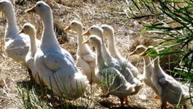 Duck Duck Goose Bed And Breakfast - Kawana Tourism 0