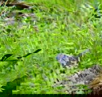 Morialta Bed And Breakfast - Kawana Tourism