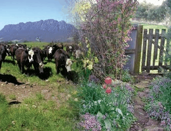 Carinya Farm Holiday Retreat - Kawana Tourism 3