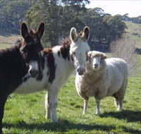 Avaleigh Elms Farmstay - Kawana Tourism