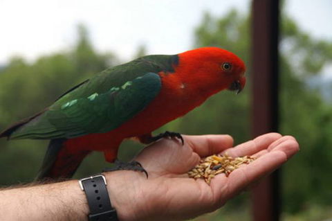 Barrington Tops Escapes - Kawana Tourism 0