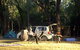Takarakka Bush Resort Carnarvon Gorge - thumb 3