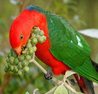 Peacock Creek campground - Kawana Tourism