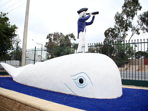 Explorers - Kawana Tourism 1