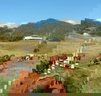 Farringdon Homestead - Kawana Tourism