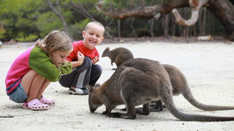 The Patriarch Wildlife Sanctuary Camping Ground - Kawana Tourism 0