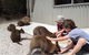 The Patriarch Wildlife Sanctuary Camping Ground - thumb 1