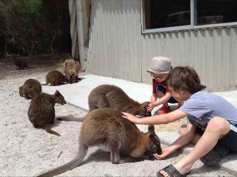 The Patriarch Wildlife Sanctuary Camping Ground - Kawana Tourism 1