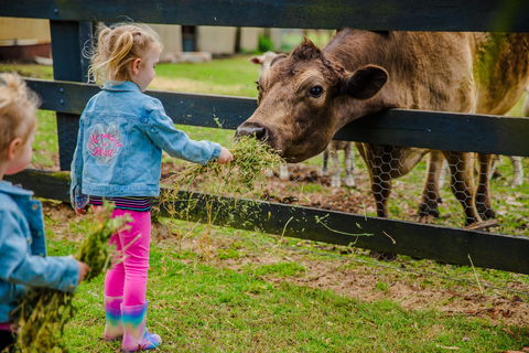 Tobruk Sydney Farm Stay - Kawana Tourism 2