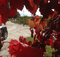 Under the Vines - Kawana Tourism