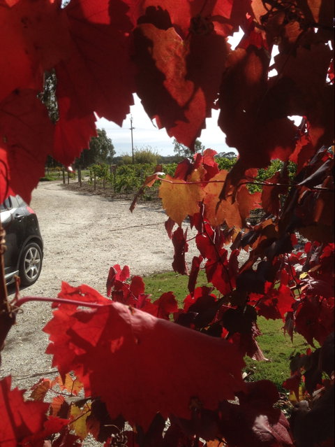 Under The Vines - Kawana Tourism 0