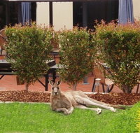 Alpha Canberra Hotel - Kawana Tourism