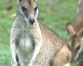 Koala Villas And Caravan Park - Kawana Tourism 5