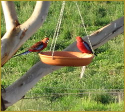 Henlie Park Bed & Breakfast - Kawana Tourism 3