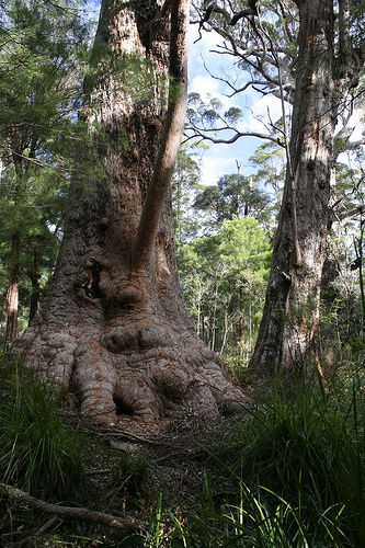 Valley Of The Giants Cottage - Kawana Tourism 0