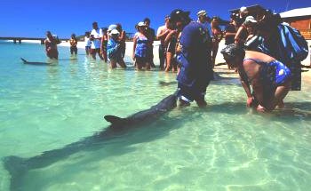 Shark Bay Caravan Park - Kawana Tourism 1