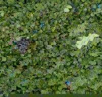 Sanctuary Retreat - Kawana Tourism