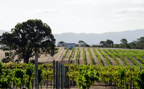 Hounds Run Vineyard - Kawana Tourism 1