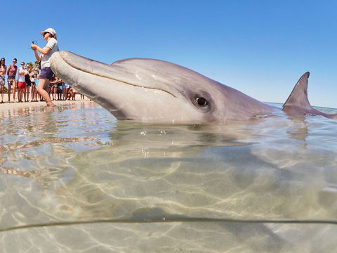 RAC Monkey Mia Dolphin Resort - Kawana Tourism 2