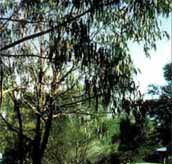 Mallacootas Shady Gully Caravan Park - Kawana Tourism