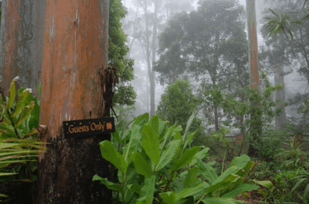 Witches Falls Cottages - Kawana Tourism 2