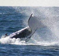Whale Watching Sydney - Kawana Tourism