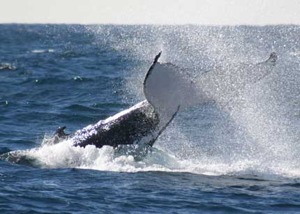 Whale Watching Sydney - Kawana Tourism 0