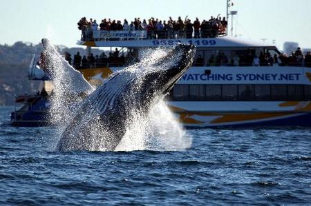 Whale Watching Sydney - Kawana Tourism 1