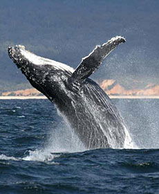 Whale Watching Sydney - Kawana Tourism 2