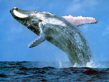 Whale Watching Sydney - Kawana Tourism 3