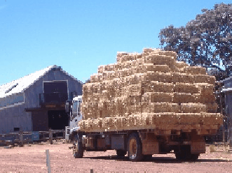 Avondale Discovery Farm - Kawana Tourism 1