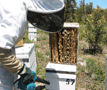 The House of Honey - Kawana Tourism