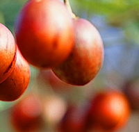 Tropical Fruit World - Kawana Tourism