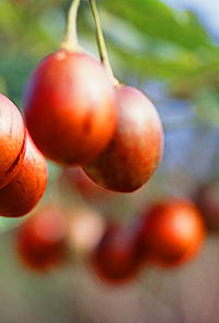 Tropical Fruit World - Kawana Tourism 0