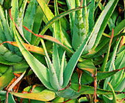 Tropical Fruit World - Kawana Tourism 1