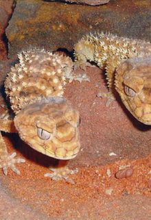 Armadale Reptile & Wildlife Centre - Kawana Tourism 1