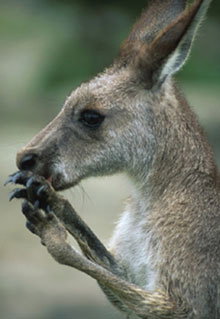 Armadale Reptile & Wildlife Centre - Kawana Tourism 2