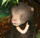 Perth Zoo - Kawana Tourism 0