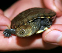 Perth Zoo - Kawana Tourism 1