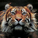 Perth Zoo - Kawana Tourism 2