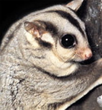 Perth Zoo - Kawana Tourism 3