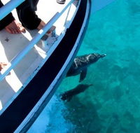 Pelican Charters - Kawana Tourism