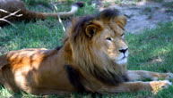 Mogo Zoo - Kawana Tourism 1