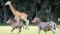 Mogo Zoo - Kawana Tourism 2