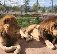 Mansfield Zoo - Kawana Tourism