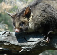 Moonlit Sanctuary Wildlife Conservation Park - Kawana Tourism