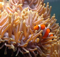 Reef HQ Great Barrier Reef Aquarium - Kawana Tourism